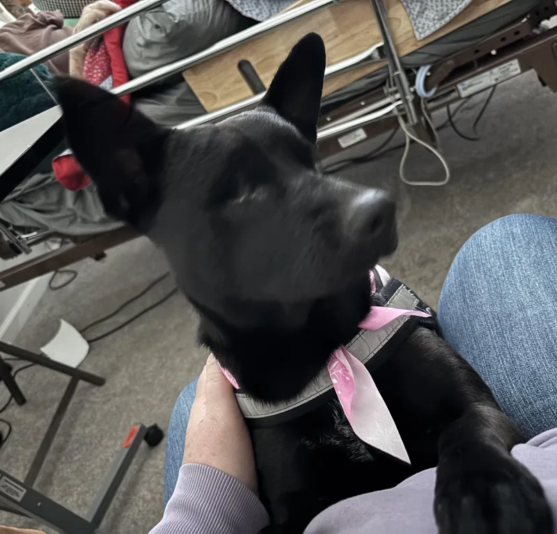 Lavendercuddlebug! thumbnail 4