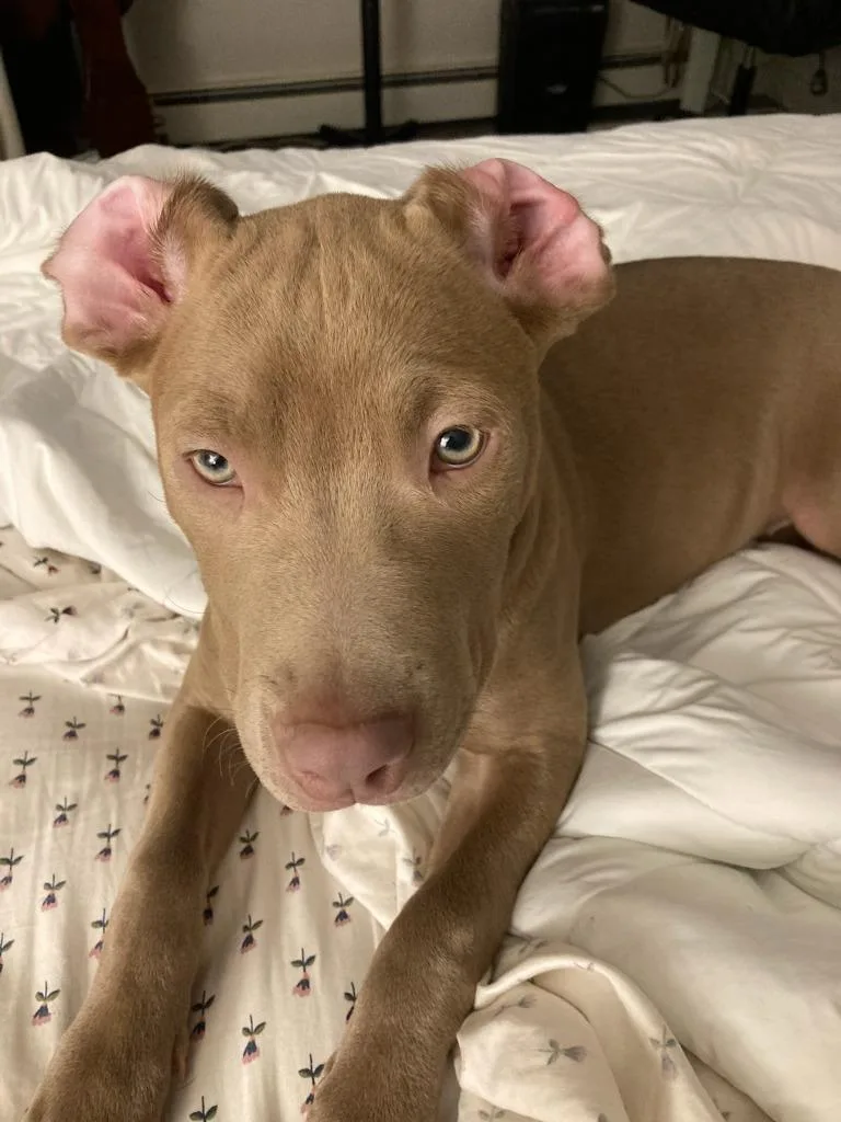 Ms Daisy Peabody thumbnail 4