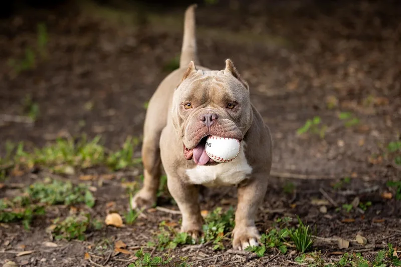 Chunky Dallas thumbnail 2