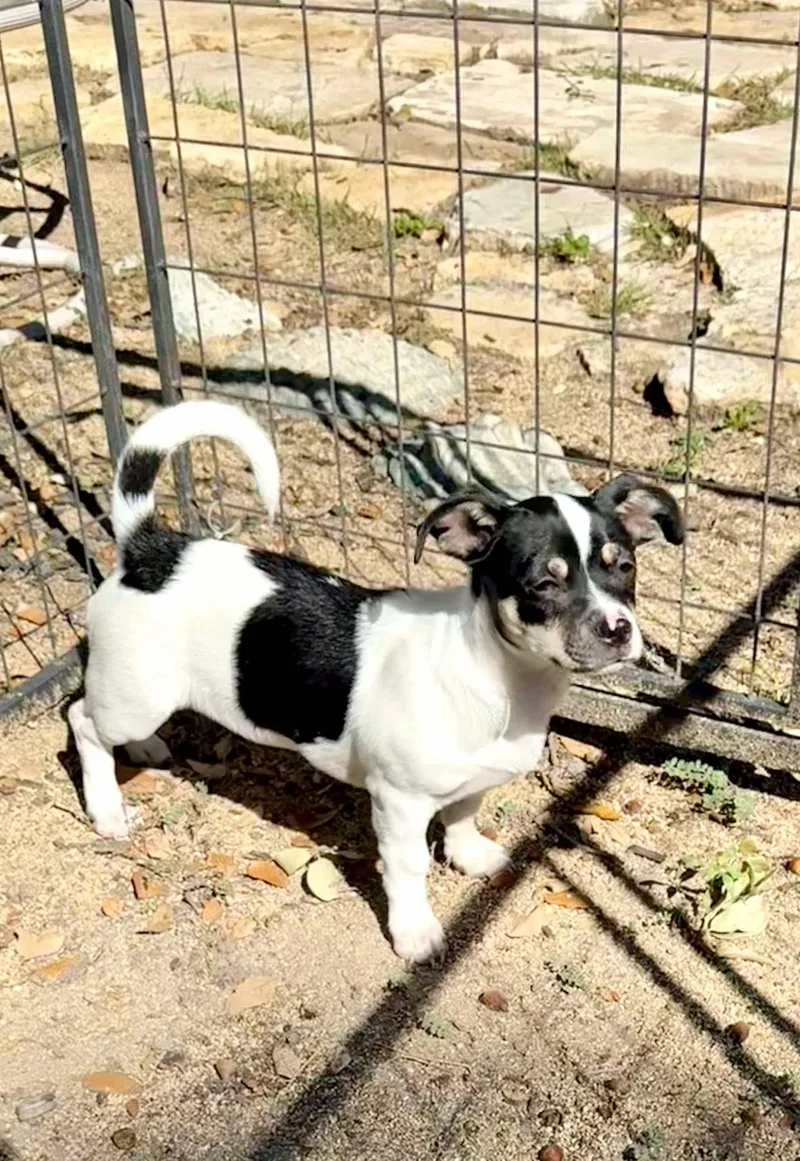 Scooter Is Cuter!  thumbnail 5