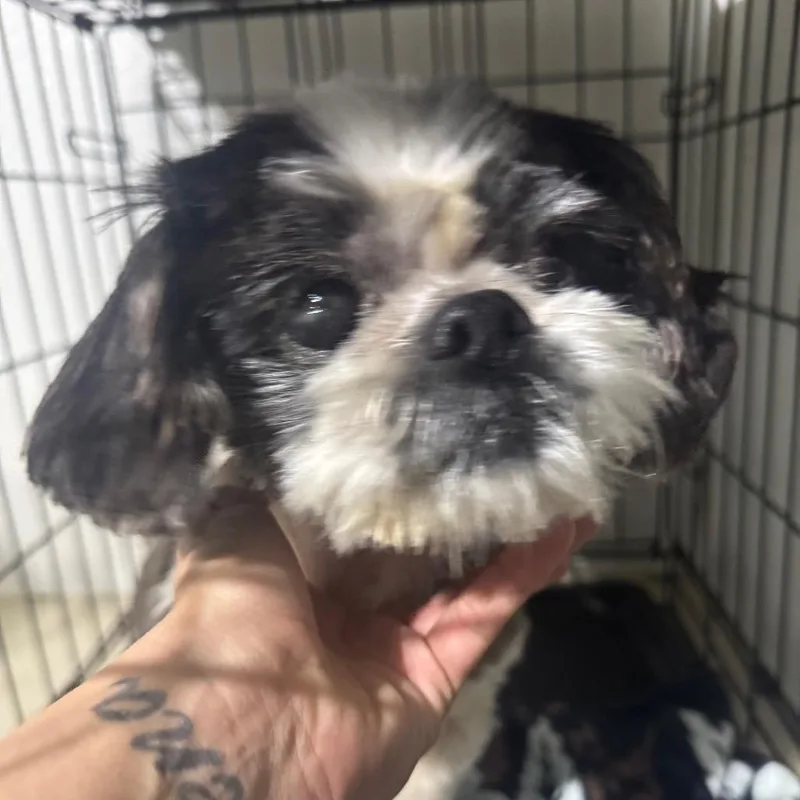 Lady Luck thumbnail 2