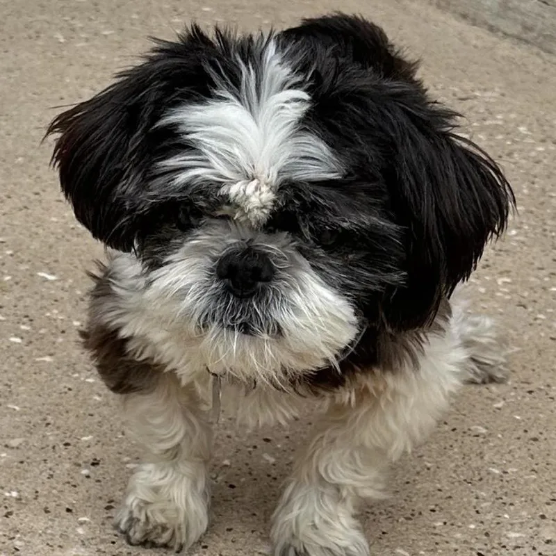 Lady Luck thumbnail 3