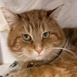 Chadwick Worthington Iii