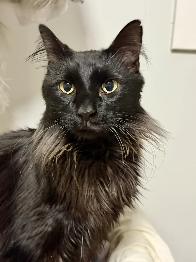 Lucky Bonded Pair With