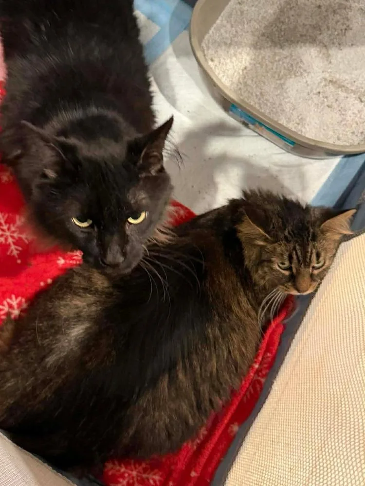 Murphy Bonded Pair With thumbnail 2