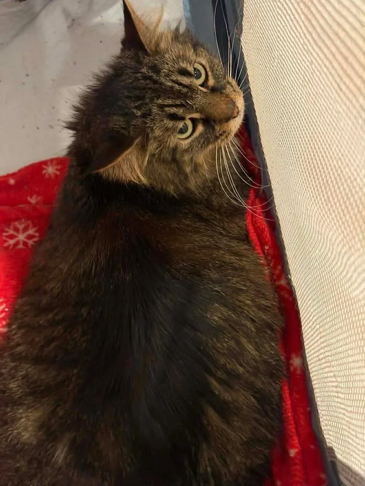 Murphy Bonded Pair With thumbnail 3