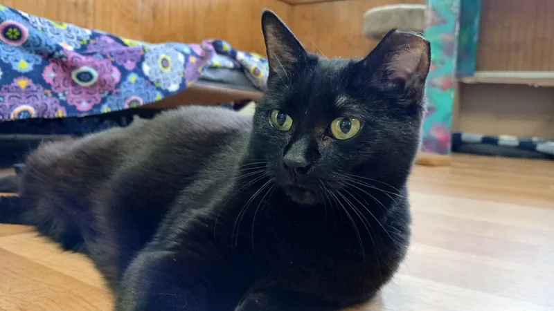 Mrs. Peabody thumbnail 2