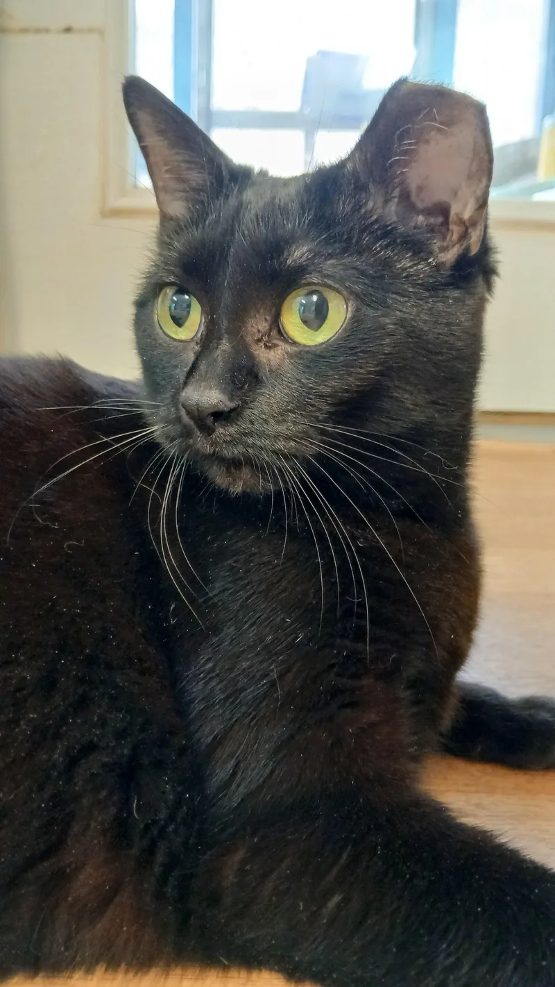 Mrs. Peabody thumbnail 3