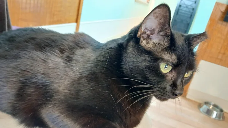 Mrs. Peabody thumbnail 4