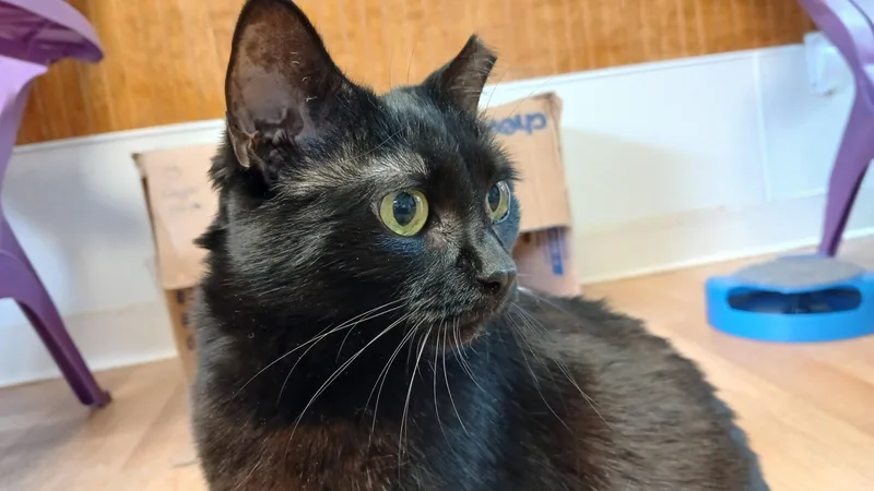 Mrs. Peabody thumbnail 5