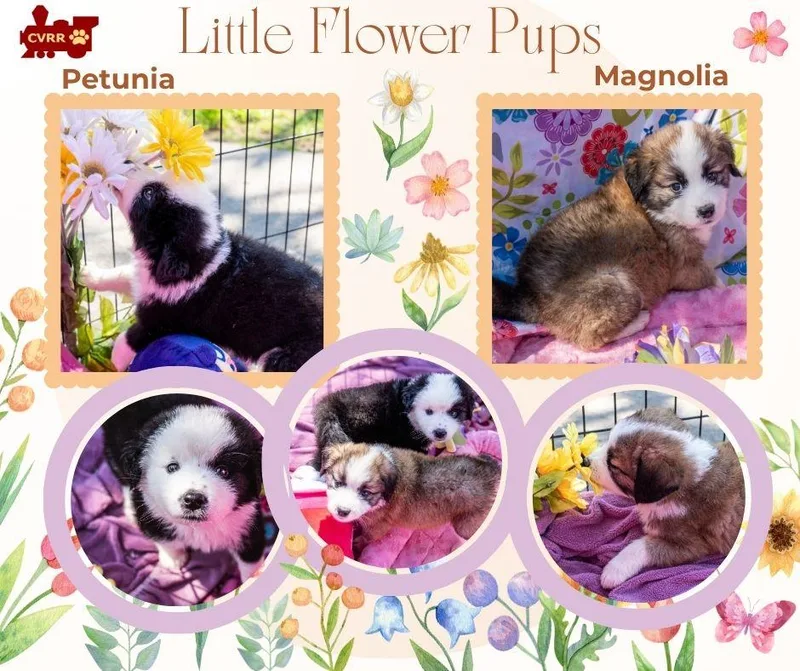 Little Flower Pups