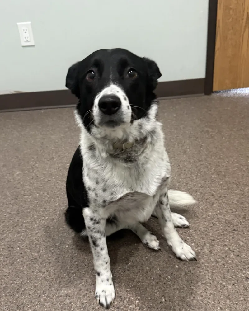 Freckles thumbnail 3