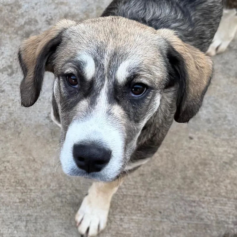 Tillie Pup thumbnail 2