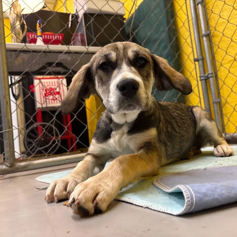 Tillie Pup thumbnail 3