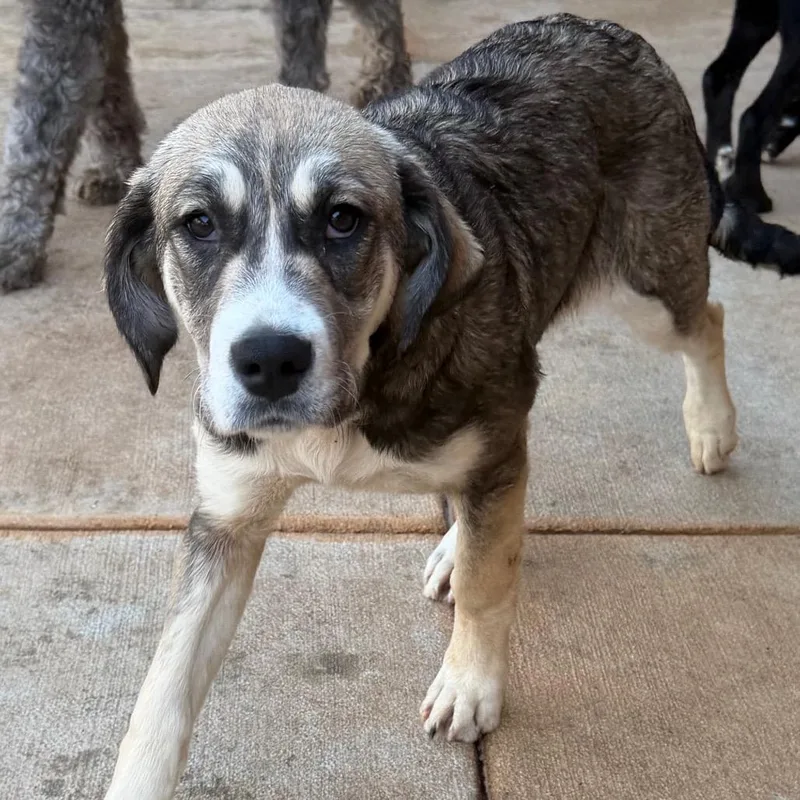 Tillie Pup thumbnail 4