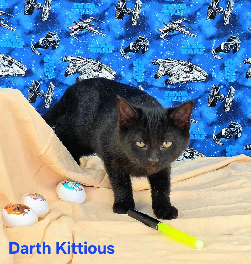 Darth Kittious thumbnail 4