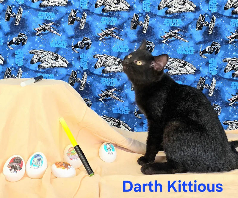 Darth Kittious thumbnail 5
