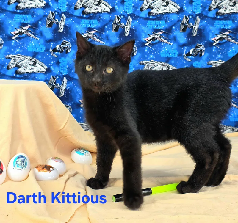 Darth Kittious