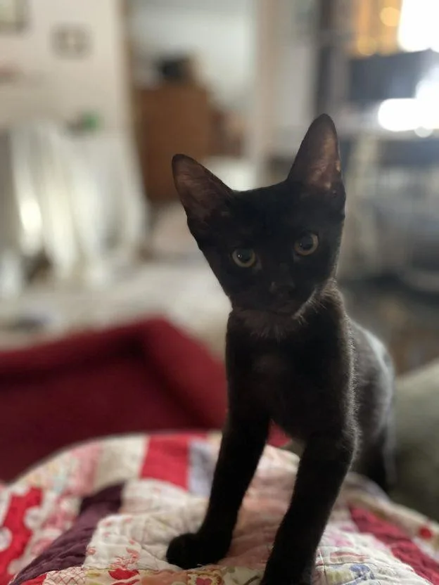 Benji And Fubu thumbnail 2