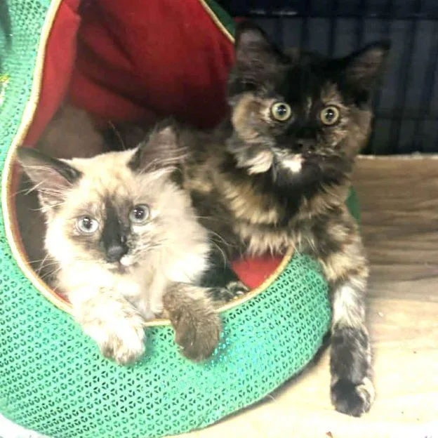 Bina And Bully Bully