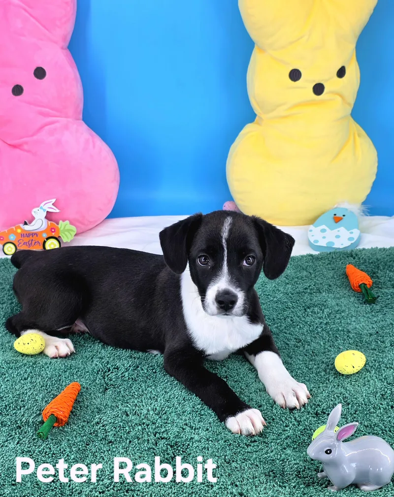 Peter Rabbit thumbnail 2