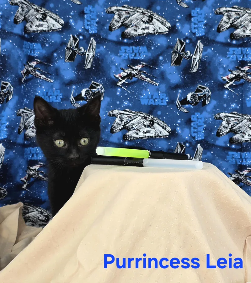 Purrincess Leia thumbnail 2