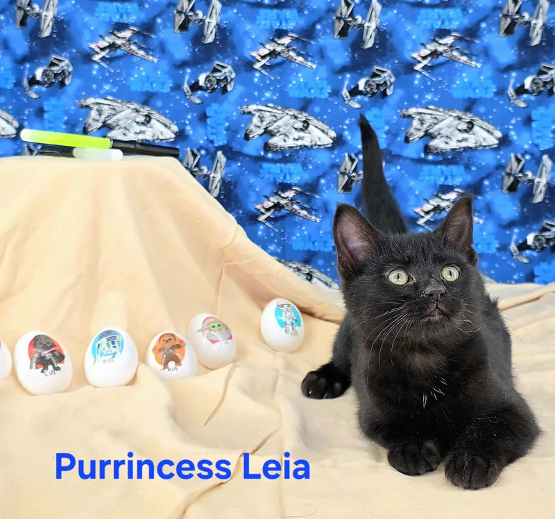 Purrincess Leia