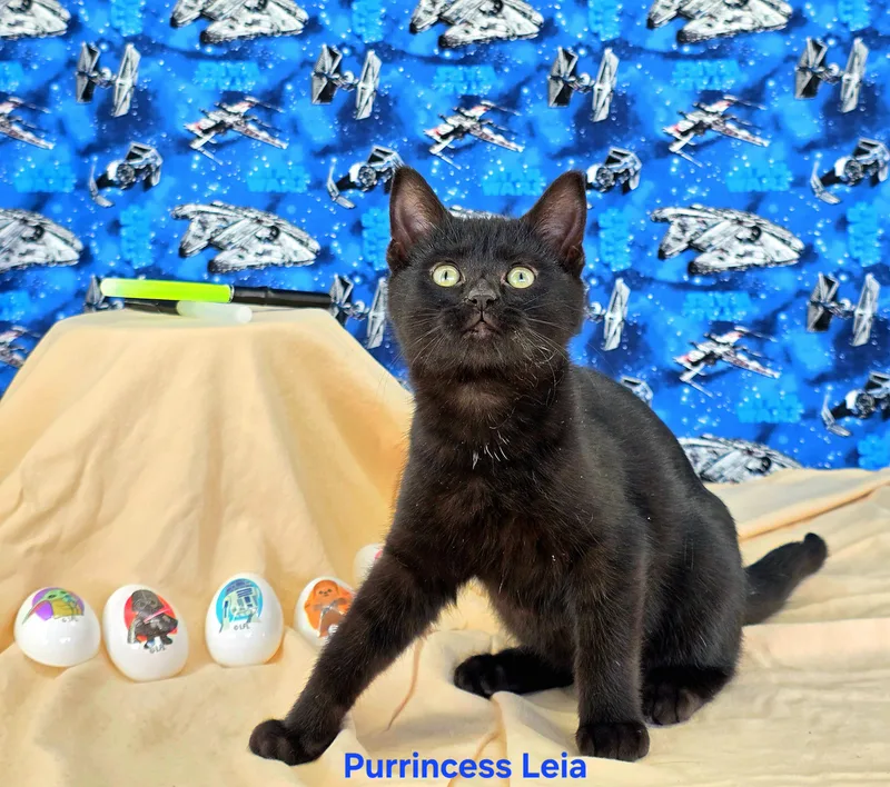 Purrincess Leia thumbnail 3