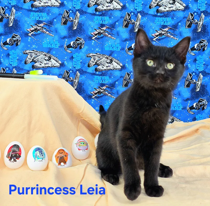Purrincess Leia thumbnail 4