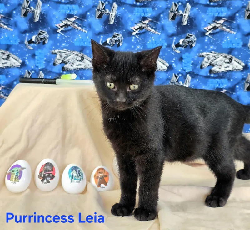 Purrincess Leia thumbnail 6