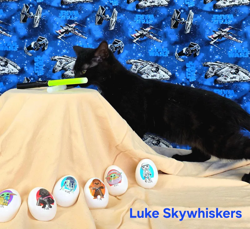 Luke Skywhiskers thumbnail 3