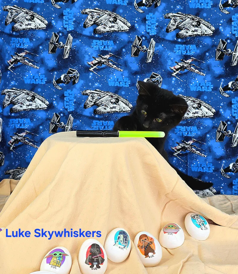 Luke Skywhiskers thumbnail 4