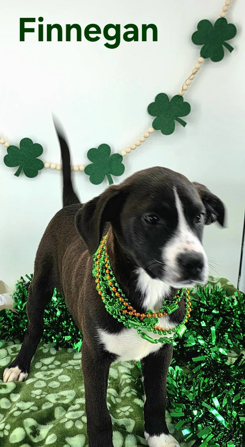 Finnegan thumbnail 2