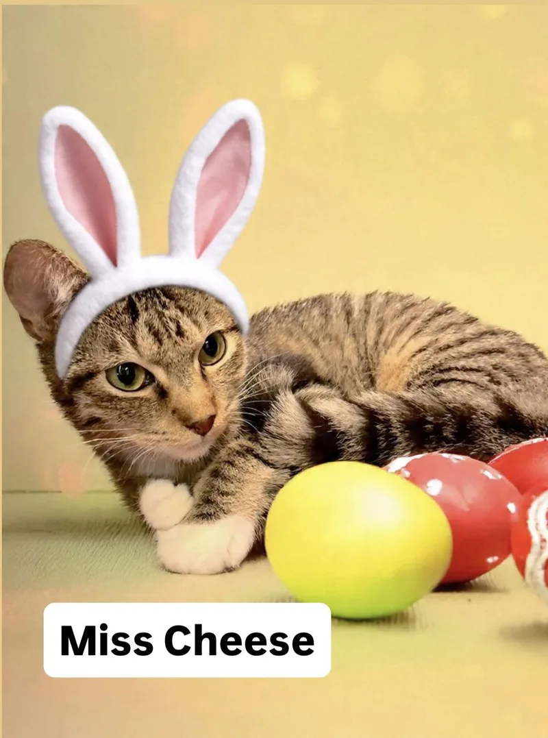 Miss Cheese At Martinez