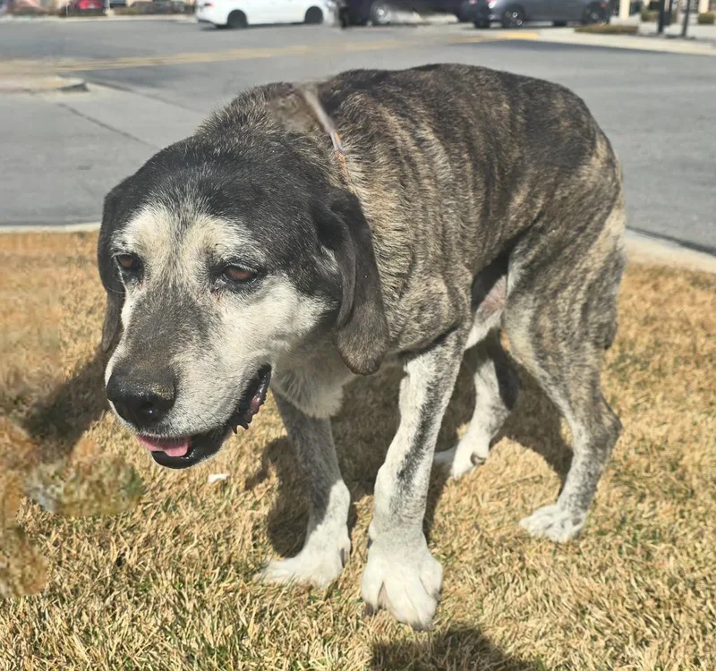 Jack Jack thumbnail 3