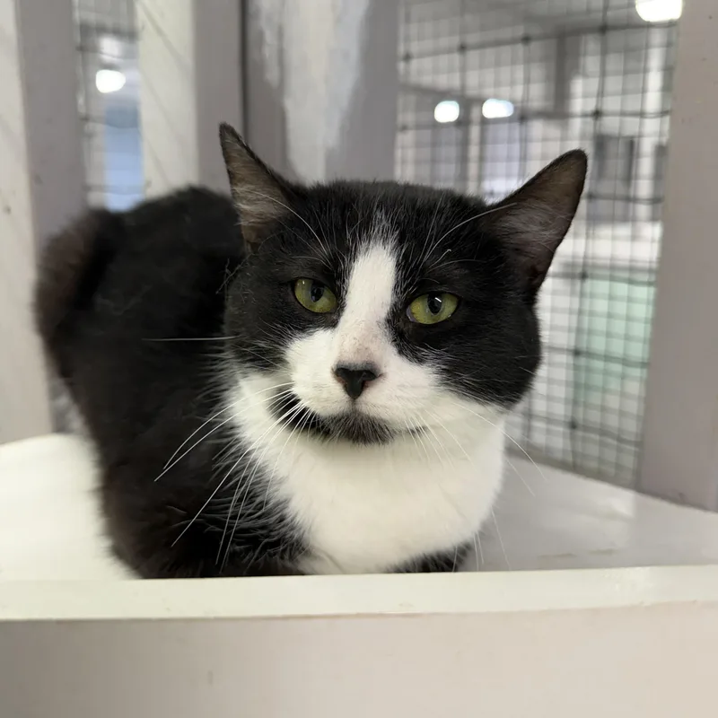 A young medium-sized female Black & White / Tuxedo Domestic Short Hair cat named Clover for adoption in Wayland, MI