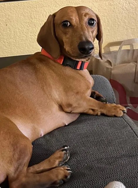 Bella    thumbnail 2