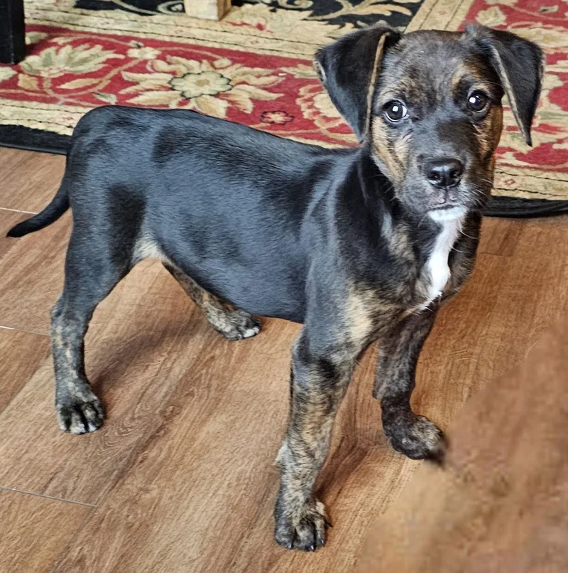 Puppy Arch thumbnail 2