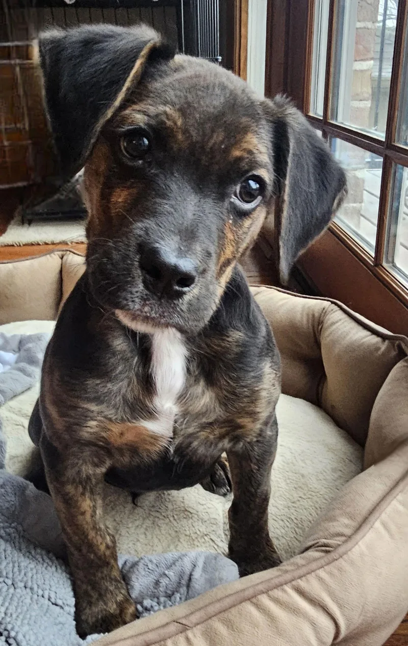 Puppy Arch thumbnail 3