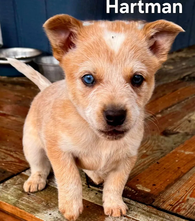 Puppy Hartman