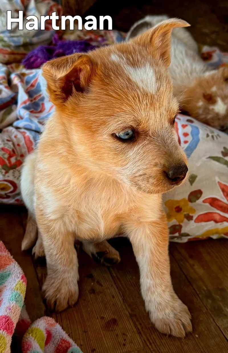 Puppy Hartman thumbnail 2