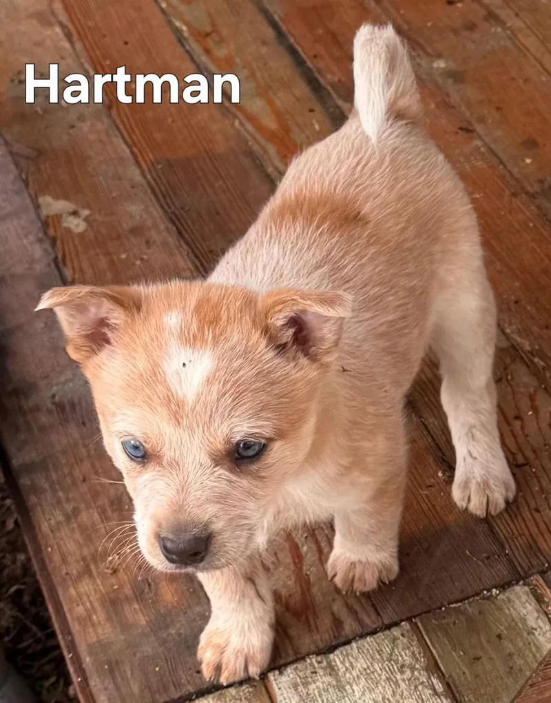 Puppy Hartman thumbnail 3