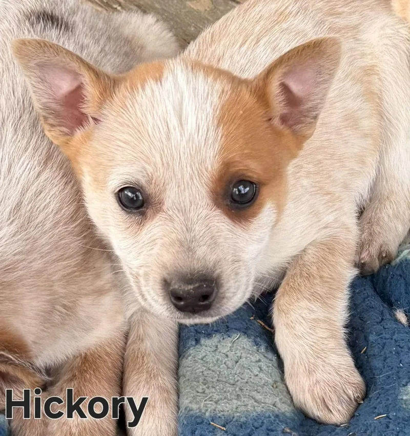 Puppy Hickory thumbnail 2