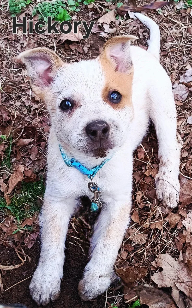 Puppy Hickory thumbnail 3