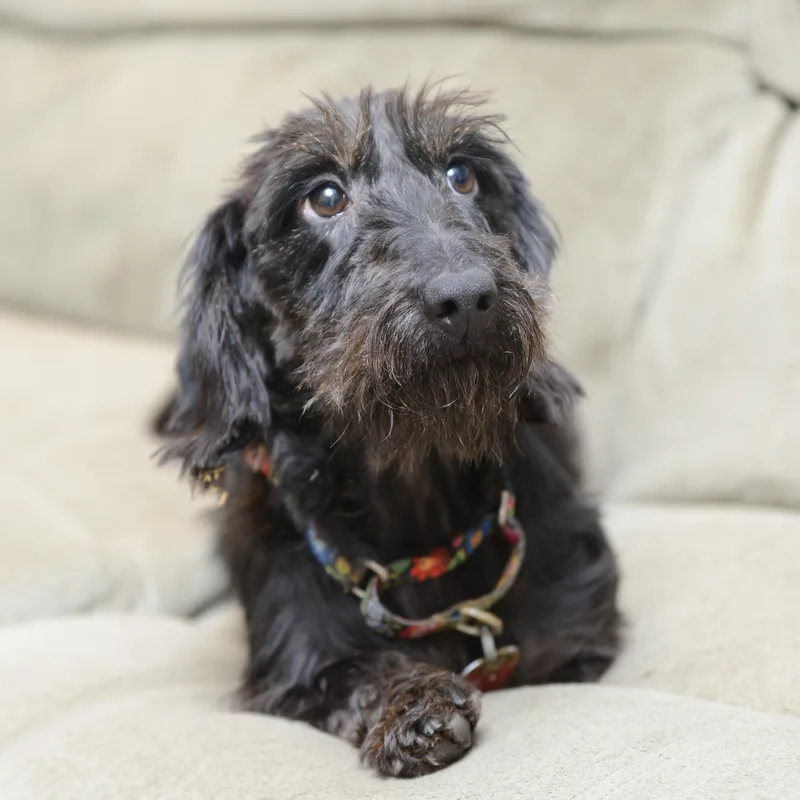 Gertrude [gertie] thumbnail 2