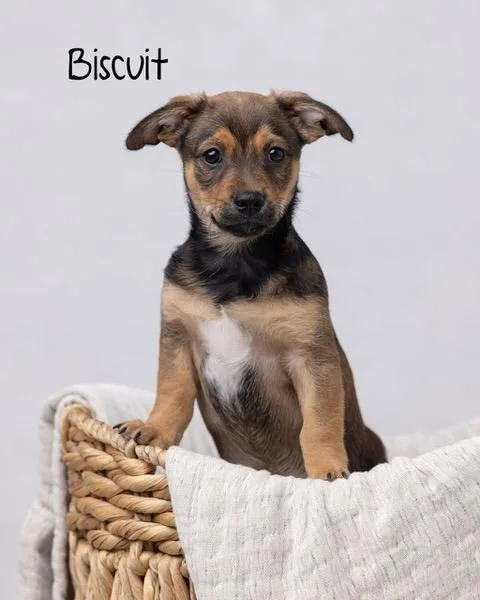 Puppy Biscuit Boy  thumbnail 2