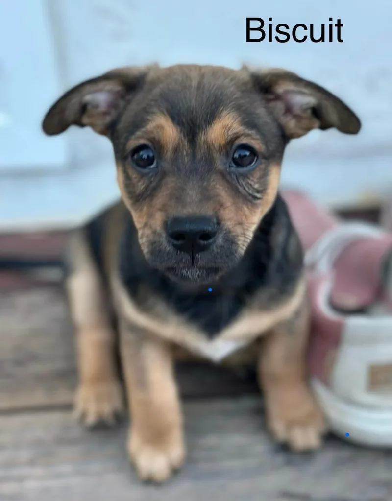 Puppy Biscuit Boy  thumbnail 3