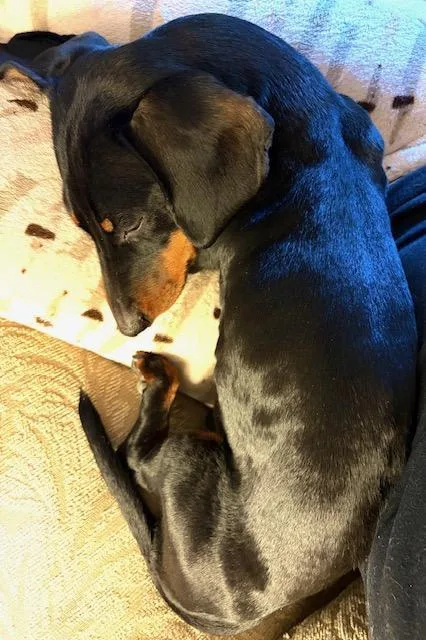 Callie    thumbnail 2