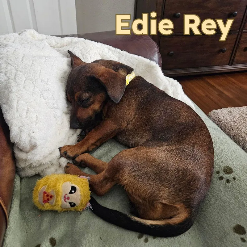 Edie Rey