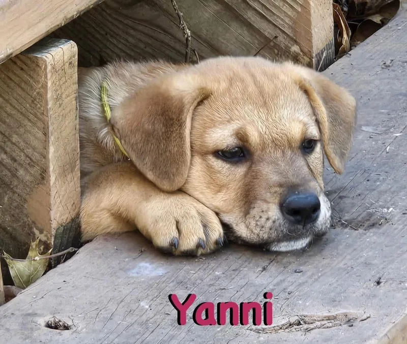 Yanni thumbnail 2